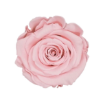 White Classic / Light Pink