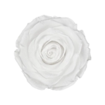 White Classic / White